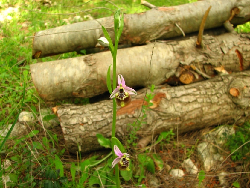 Ophrys Calliantha e Ophrys da determinare